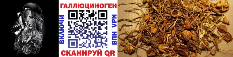 закладка  Бодайбо  Галлюциногенные грибы Psilocybe 